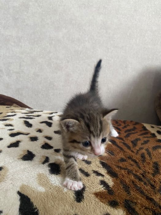 Котенок девочка