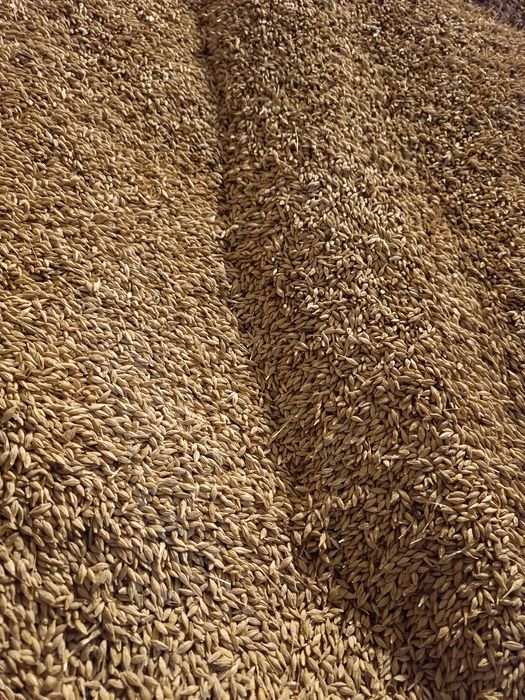 Ячмень кормовой.