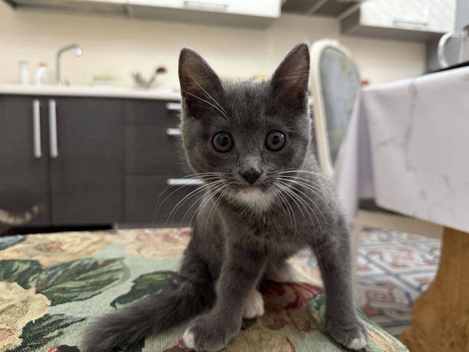 Обученные котята