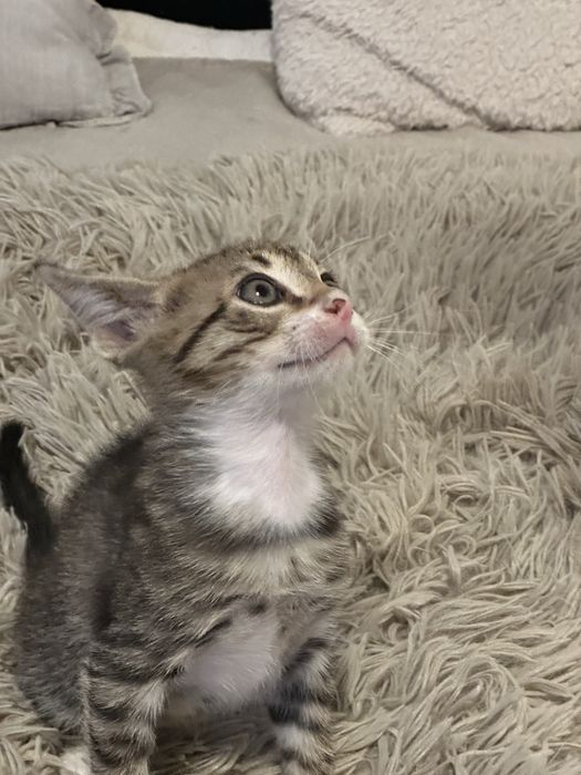 Pisoi tigrati pentru adoptie
