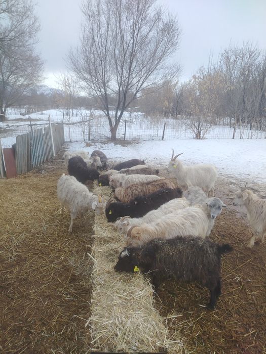 Продам коз коз коз