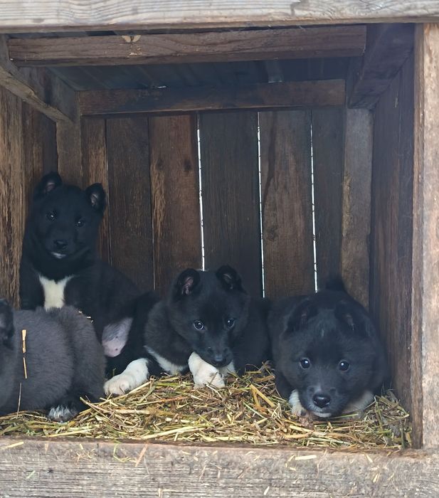 Лайка русско европейская