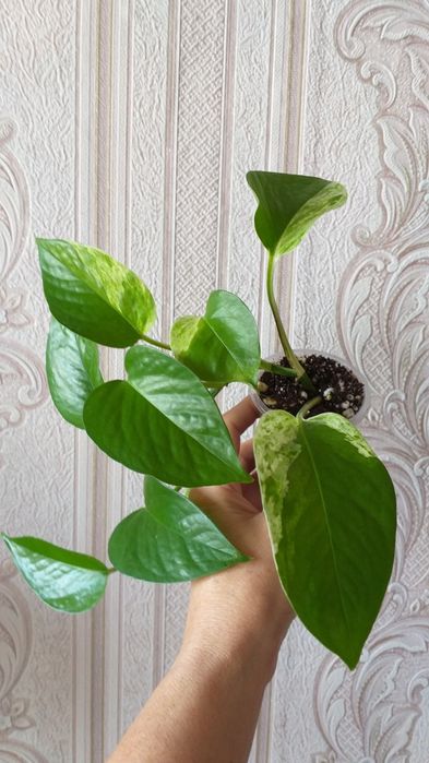 Продам комнатные цветы