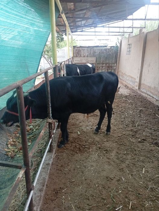 Buqala. sotiladi