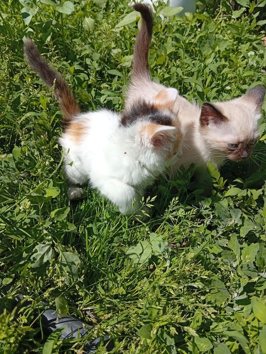 Бесплатно котята