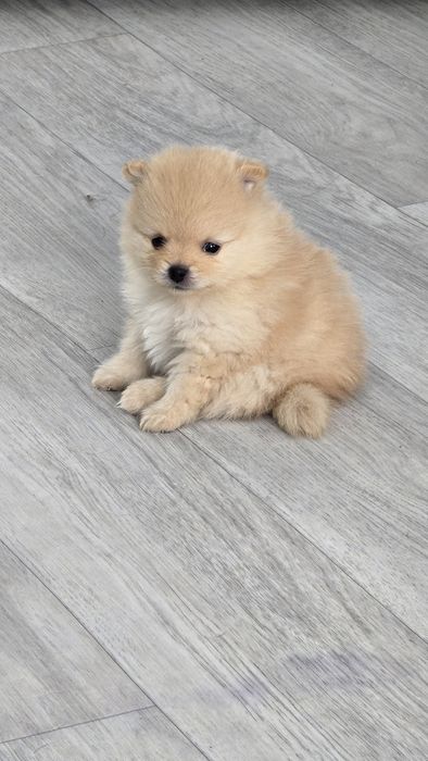 Продаются щенки шпица