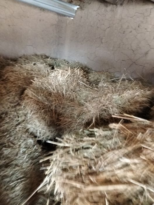 Сено прессованный