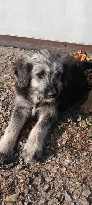 Отдам щенков в ответственные, любящие животных руки.