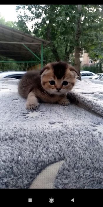 Продаются котята