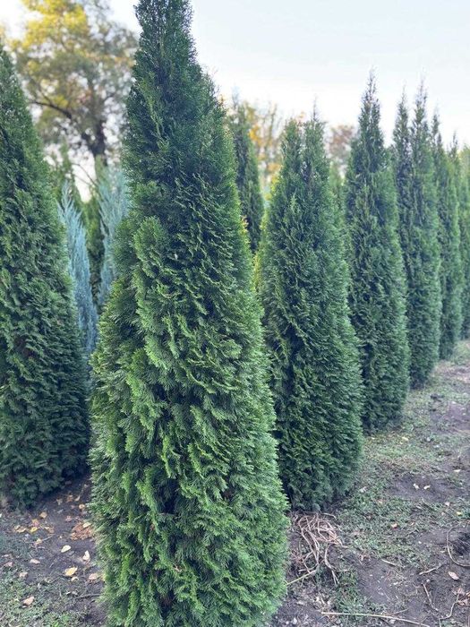 Туя смарагд 1,8-2м.