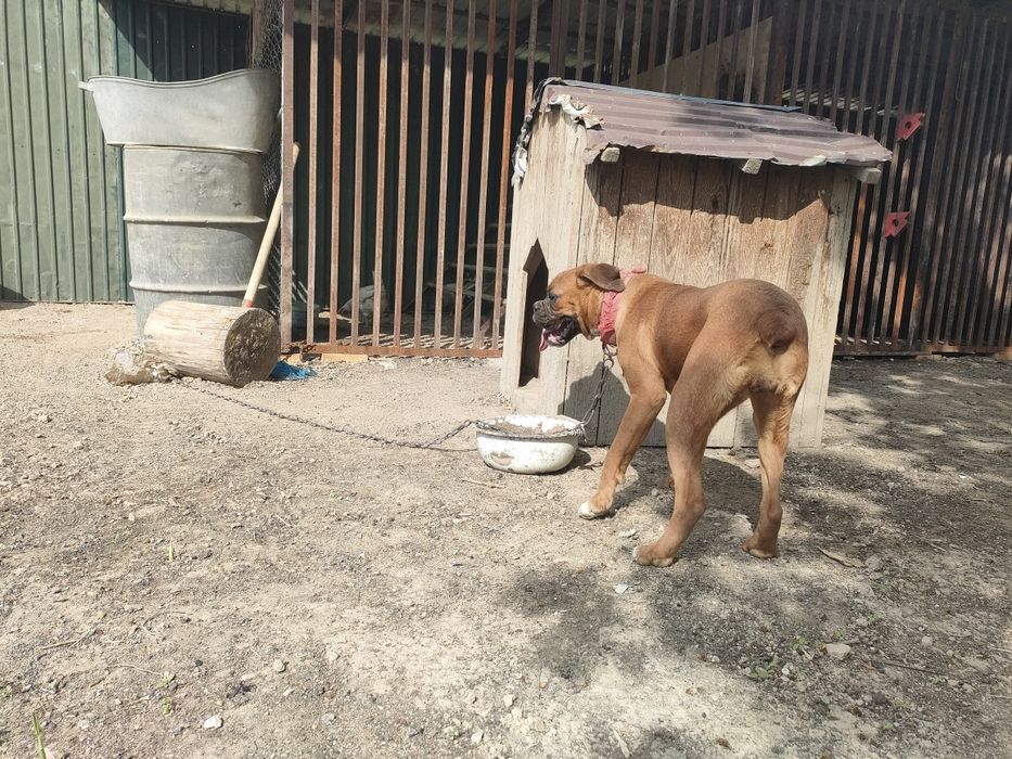 Американский Баксер самка