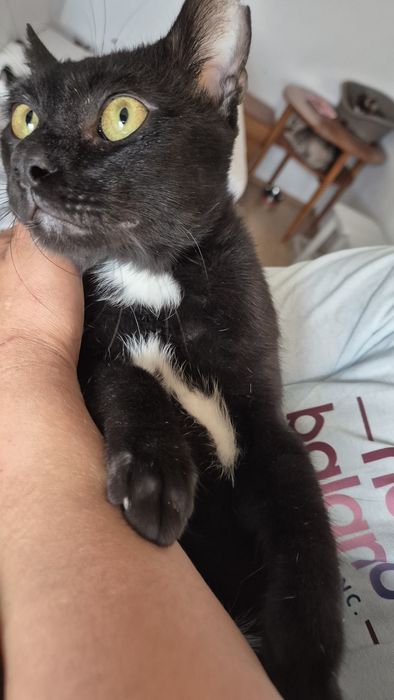 Max motanul cauta familie