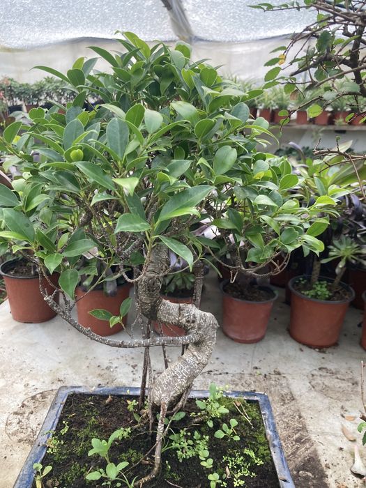 Бонсай Фикус Retusa