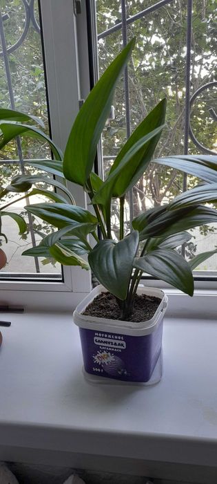 Продам комнатные цветы