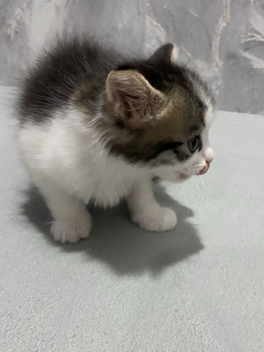 Котенок мальчик отдам