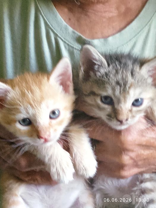 Продам котят 2 месяца ! Британцы корткошерстные.