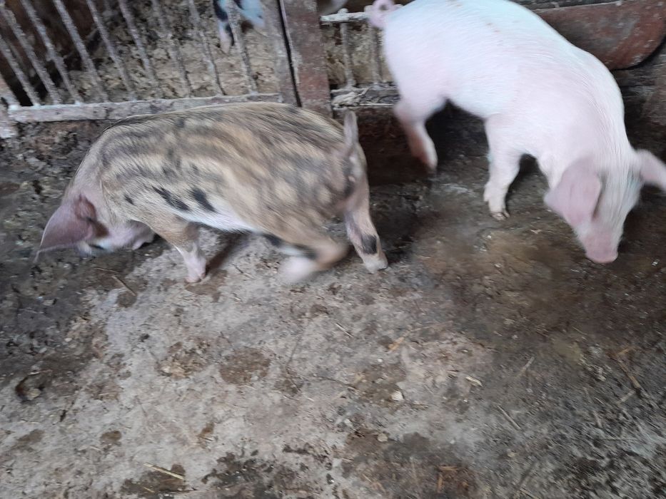 Продам поросят 1.5 месяца