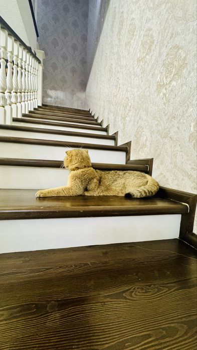 Вязка Золотая шиншилла Scottish fold