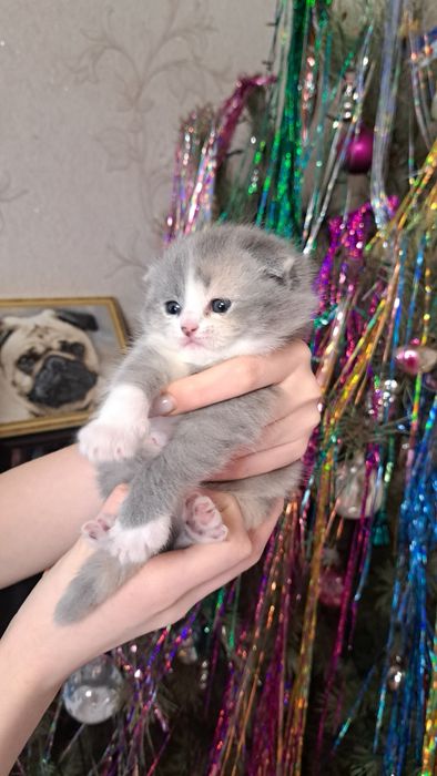 Персидские котята