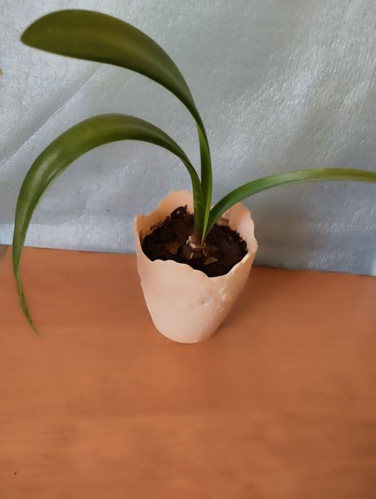 Амариллис, луковица .