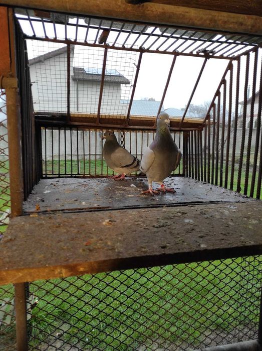 Porumbei voiajori, maraton, tardivi 2025