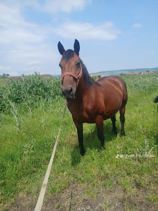 Iapa murga fără semn de vanzare