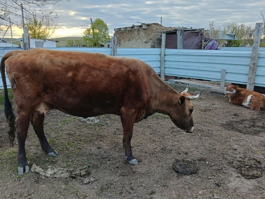 Сиыр сатылады бұзауымен