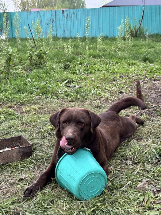 Лабрадор продается