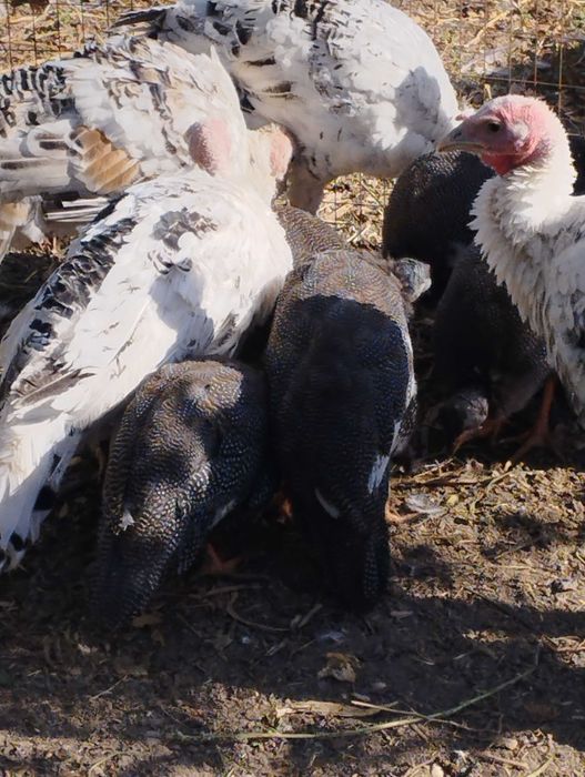 Продам домашних цесарок.