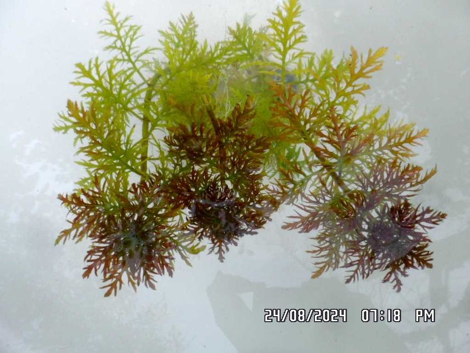 аквариумные растения