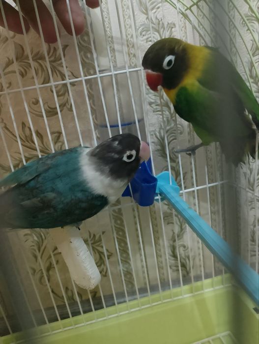 Продам папугай неразлучный
