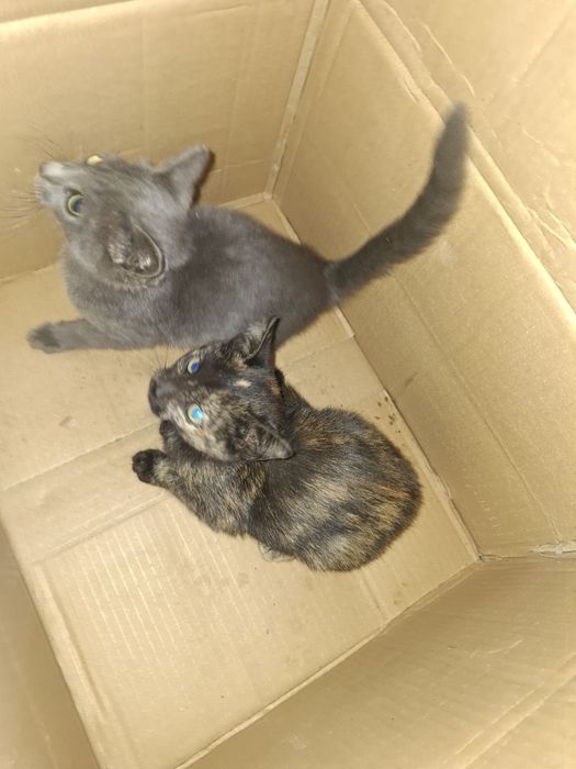 Дарю котят месяц примерно,  мат ловить Мишей,  крыс.