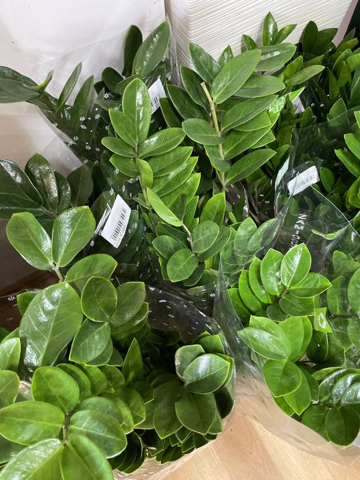 Долларовое дерево