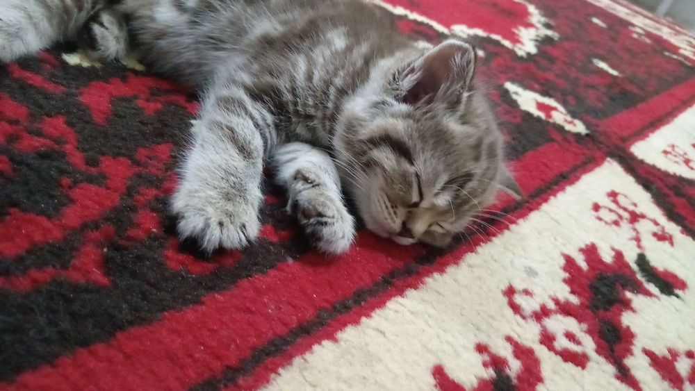 Продаю породистых котят скотишфолд и скотишстрайт