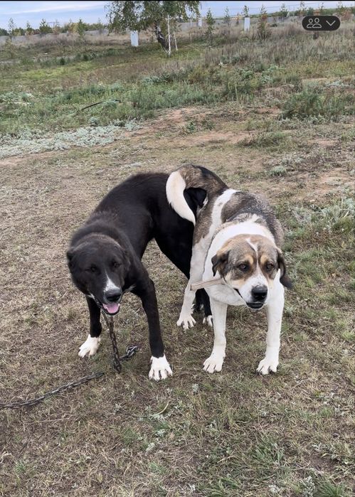 Күшік төбет 2 айлық үрғашы