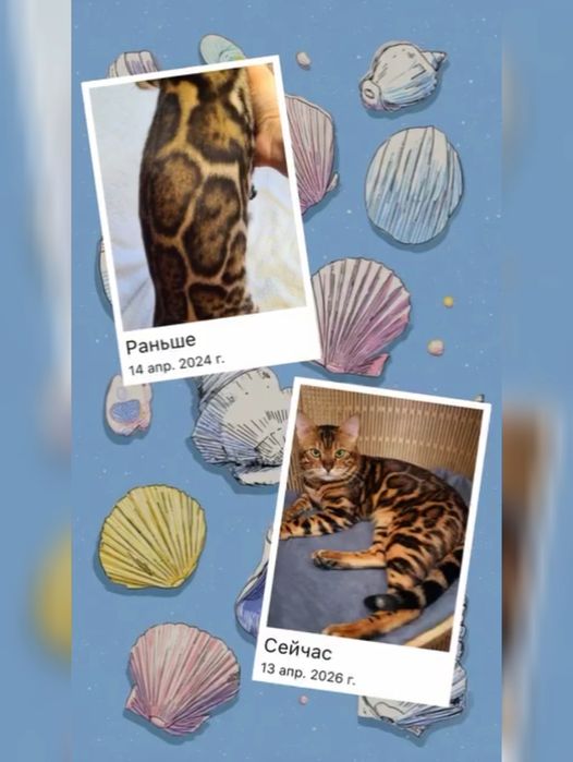 Красивейшие бенгал в вашем доме!