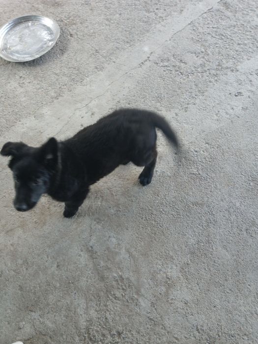 Продам собака немецкая овчарка