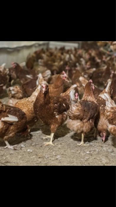 Vând găini rosii outoare