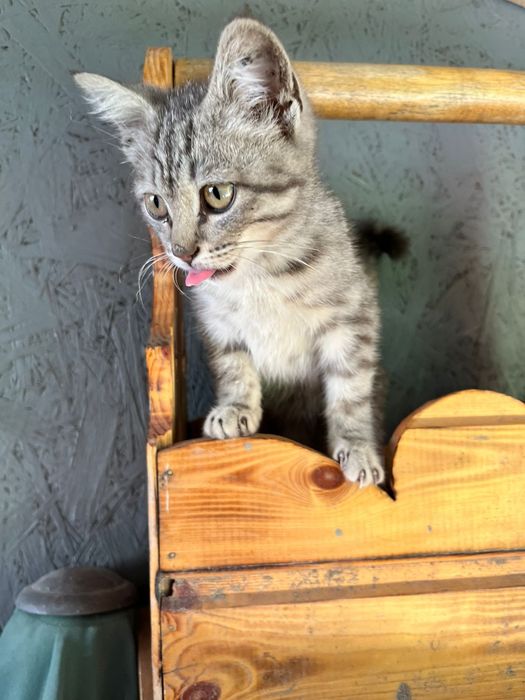 Котёнок мальчишка