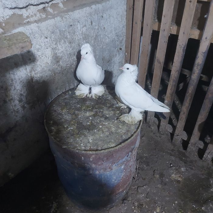 Чернахвость чубати старапародный