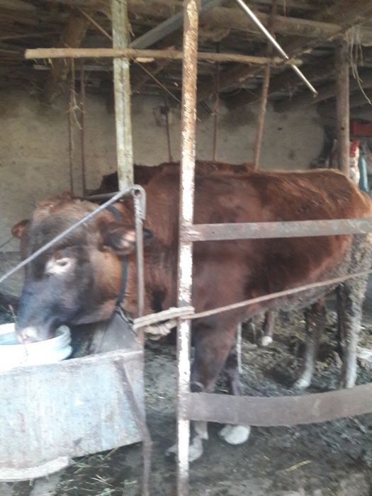 Yem yep turgan kal buqamiz sotiladi