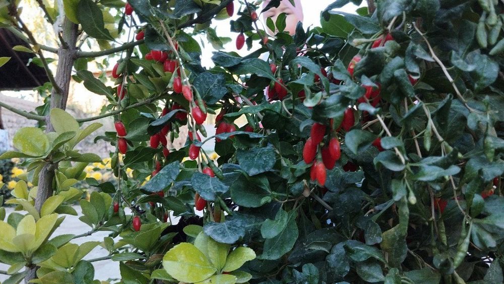 годжи (goji) кучатлари сотилади 15000 сумдан, 18000 сумгача келишамиз!