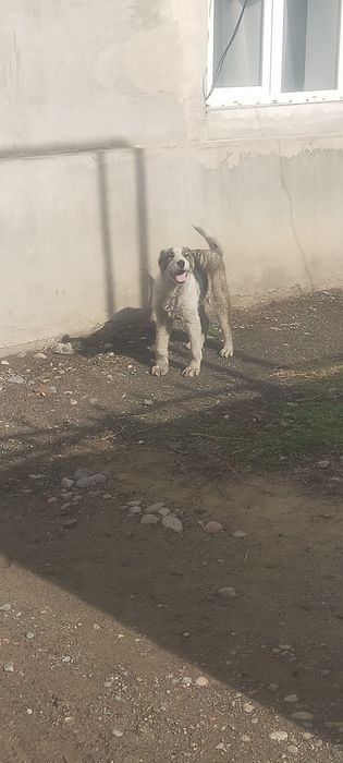 Продам щенка Алабая девочка мошная