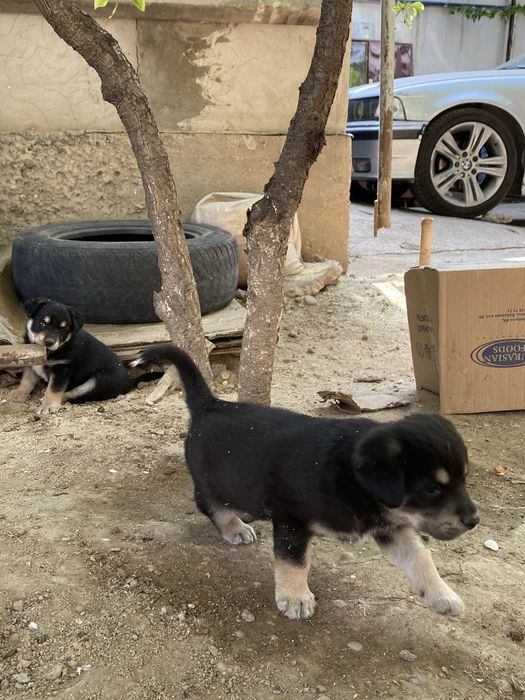 Продам щенка звонок