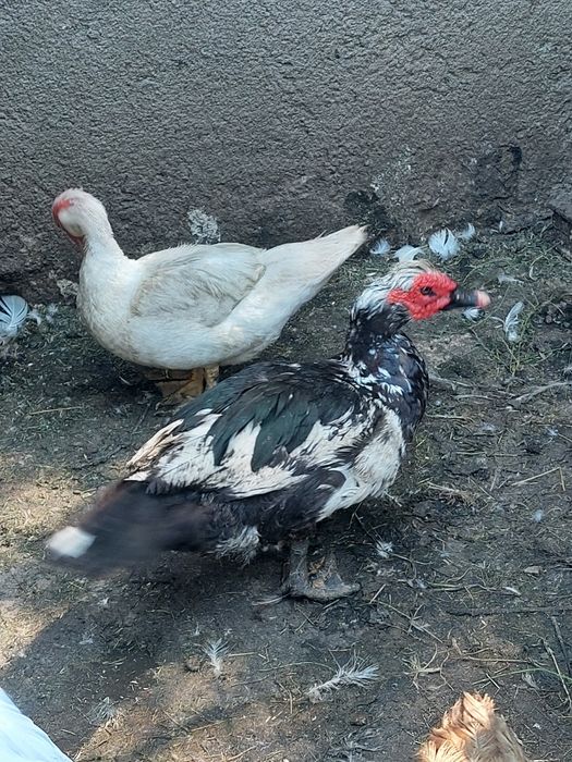 Rațe  leșești și un rățoi
