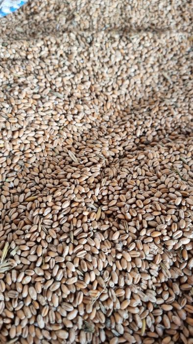 Vând cereale producție 2025