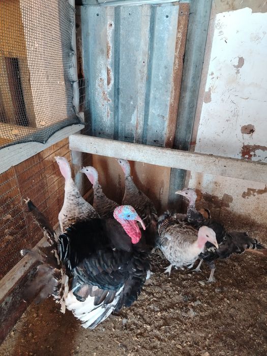 Ундук сатылады..