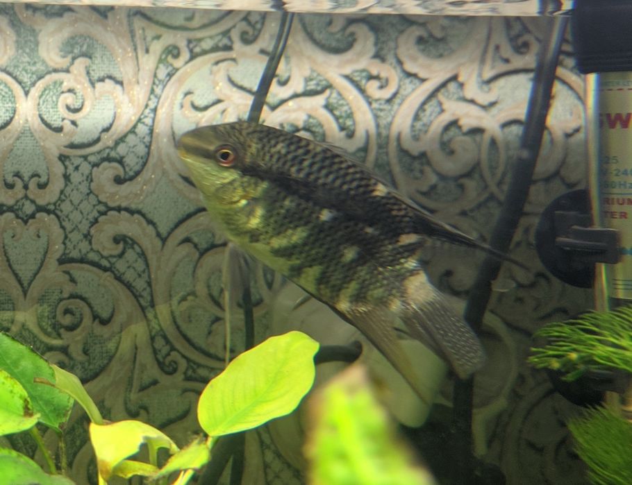 Цихлида Мезонаута, аквариумная рыбка.