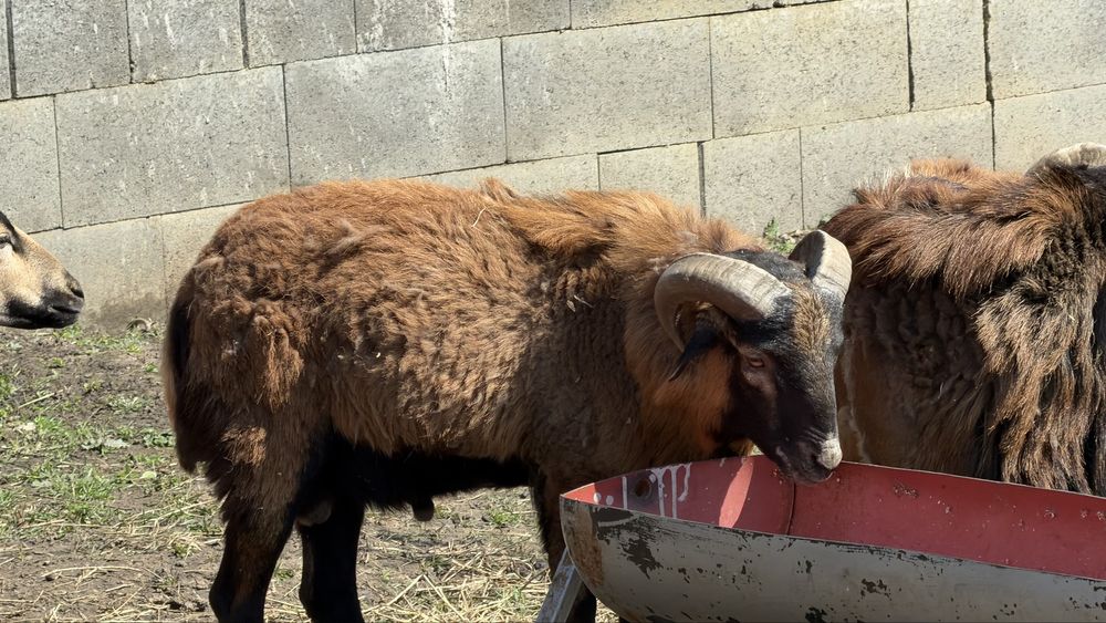 Oi si mieluțe camerunez de vânzare