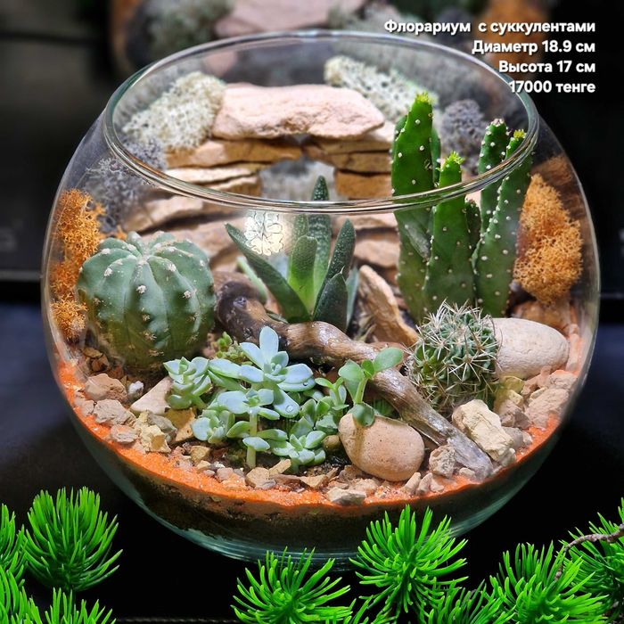 Флорариум, суккуленты